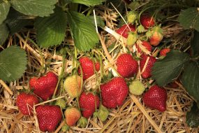 Reifende Erdbeeren